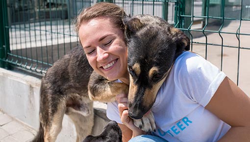 Cães para Adoção - Três Coroas